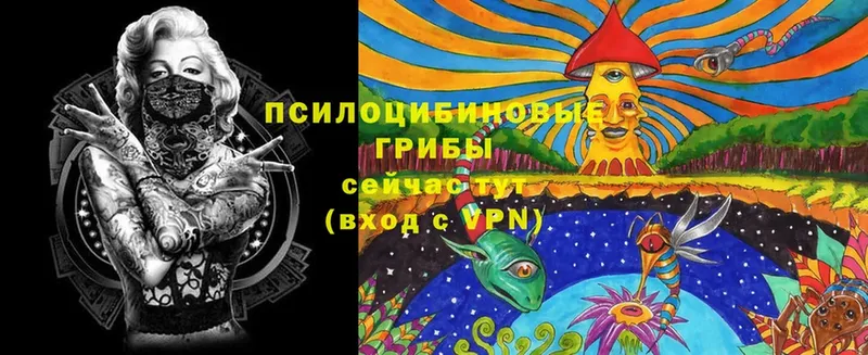 Псилоцибиновые грибы Cubensis  ссылка на мегу вход  Владикавказ 